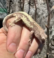 Frappucino Crested Gecko Juvenile #2 (Correlophus ciliatus) - Image 6