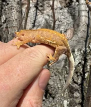 Frappucino Crested Gecko Juvenile #3 (Correlophus ciliatus) - Image 4
