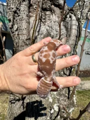 White Out Oreo Zulu African Fat Tailed Gecko Adult Female #1 (Hemitheconyx caudicinctus) - Image 5