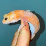 Albino Tangerine African Fat Tailed Gecko Adults (Hemitheconyx caudicinctus)