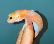 Albino Tangerine African Fat Tailed Gecko Adults (Hemitheconyx caudicinctus)