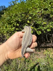 Gargoyle Gecko Adult Male #1 (Rhacodactylus auriculatus) - Image 2