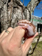 White Out Oreo Zulu African Fat Tailed Gecko Adult Female #1 (Hemitheconyx caudicinctus) - Image 3