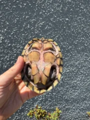 Razor backed Musk Turtle CB Adult Trio #1 (Sternotherus carinatus) - Image 9