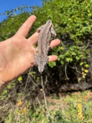 Gargoyle Gecko Adult Male #2 (Rhacodactylus auriculatus) - Image 4