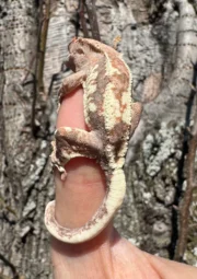 Frappucino Crested Gecko Juvenile #1 (Correlophus ciliatus) - Image 5