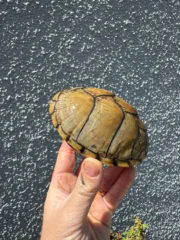 Razor backed Musk Turtle CB Adult Trio #1 (Sternotherus carinatus) - Image 4