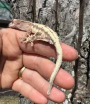 Frappucino Crested Gecko Juvenile #2 (Correlophus ciliatus) - Image 5
