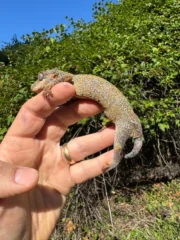 Gargoyle Gecko Adult Female #1 (Rhacodactylus auriculatus) - Image 3