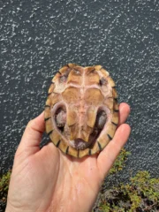 Razor backed Musk Turtle CB Adult Trio #1 (Sternotherus carinatus) - Image 13
