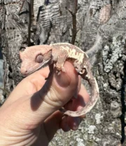 Frappucino Crested Gecko Juvenile #1 (Correlophus ciliatus) - Image 2