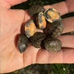 Loggerhead Musk Turtle (Sternotherus minor)