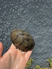 Razor backed Musk Turtle CB Adult Trio #1 (Sternotherus carinatus) - Image 8
