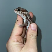 White Out Oreo African Fat Tailed Gecko Adult Female #1 (Hemitheconyx caudicinctus) - Image 2