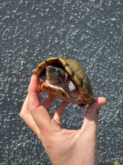 Razor backed Musk Turtle CB Adult Trio #1 (Sternotherus carinatus) - Image 2