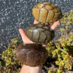 Razor backed Musk Turtle CB Adult Trio #1 (Sternotherus carinatus)