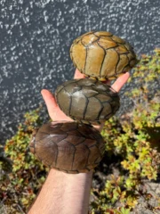 Razor backed Musk Turtle CB Adult Trio #1 (Sternotherus carinatus)