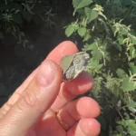 Cagle's Map Turtle Baby (Graptemus caglei)