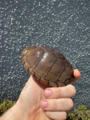 Razor backed Musk Turtle CB Adult Trio #1 (Sternotherus carinatus) - Image 12