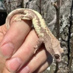 Frappucino Crested Gecko Juvenile #2 (Correlophus ciliatus)