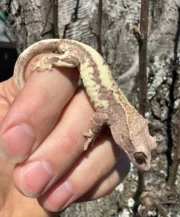 Frappucino Crested Gecko Juvenile #2 (Correlophus ciliatus)