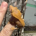 Frappucino Crested Gecko Juvenile #3 (Correlophus ciliatus)