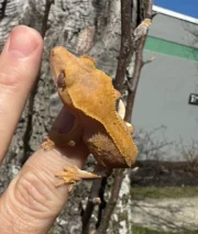 Frappucino Crested Gecko Juvenile #3 (Correlophus ciliatus)
