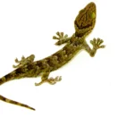 Green Eyed Gecko (Gekko smithii)