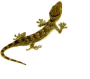 Green Eyed Gecko (Gekko smithii)