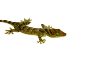 Green Eyed Gecko (Gekko smithii) - Image 2