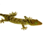 Green Eyed Gecko (Gekko smithii) - Image 3