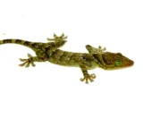 Green Eyed Gecko (Gekko smithii) - Image 4