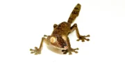 Giant Leaf Tailed Gecko (Uroplatus fimbriatus) - Image 2