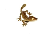 Giant Leaf Tailed Gecko (Uroplatus fimbriatus) - Image 8