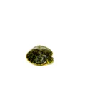 Baby Yellow Bellied Slider Turtle (Trachemys scripta)