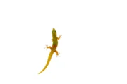 Gold Dust Day Gecko (Phelsuma laticauda) - Image 2