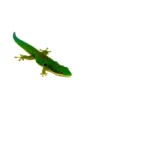 Peacock Day Gecko (Phelsuma quadriocellata)