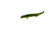 Peacock Day Gecko (Phelsuma quadriocellata) - Image 3