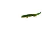 Peacock Day Gecko (Phelsuma quadriocellata) - Image 4