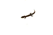 Madagascan Clawless Gecko (Ebenavia inunguis) - Image 2
