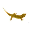 Fish Scaled Gecko (Geckolepsis maculata) - Image 3