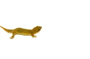 Fish Scaled Gecko (Geckolepsis maculata) - Image 4