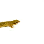 Fish Scaled Gecko (Geckolepsis maculata)
