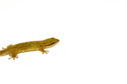 Fish Scaled Gecko (Geckolepsis maculata)