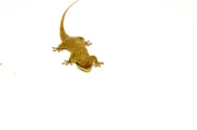 Fish Scaled Gecko (Geckolepsis maculata) - Image 2