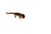 Pictus Ground Gecko (Paroedura pictus) - Image 2