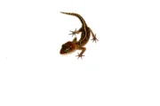 Pictus Ground Gecko (Paroedura pictus) - Image 3