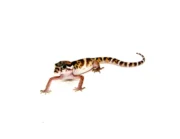 Central American Banded Geckos (Coleonyx mitratus) - Image 3