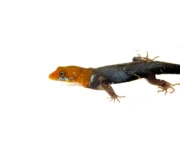 Yellow-headed Dwarf Rainforest Geckos (Gonatodes albogularis) - Image 3
