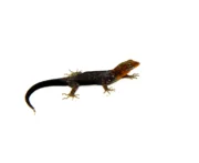 Yellow-headed Dwarf Rainforest Geckos (Gonatodes albogularis) - Image 4